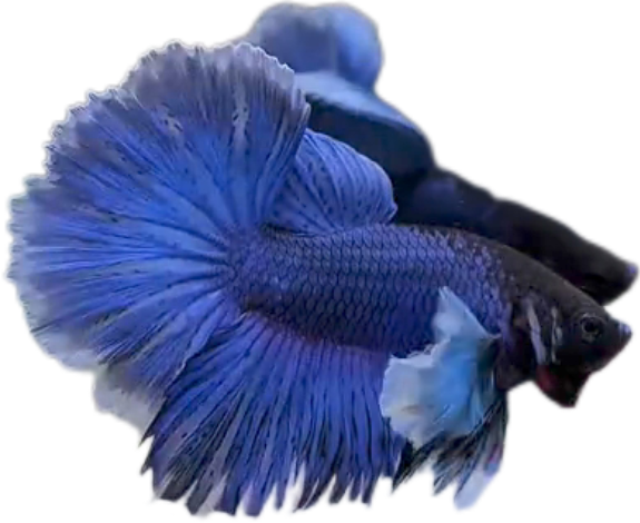 Blue Butterfly Halfmoon Dumbo Ears HMDE Betta_HM009 (Male) - Image 4