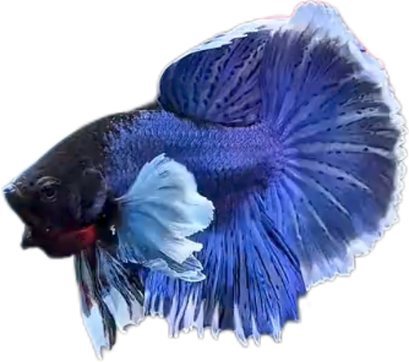 Blue Butterfly Halfmoon Dumbo Ears HMDE Betta_HM009 (Male) - Image 3