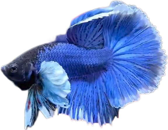 Blue Butterfly Halfmoon Dumbo Ears HMDE Betta_HM009 (Male)