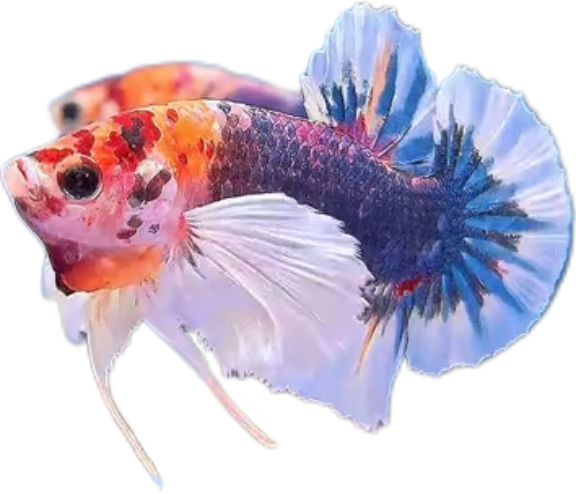 Multi Candy Plakat Dumbo Ears PKDE Betta_M052 (Male)