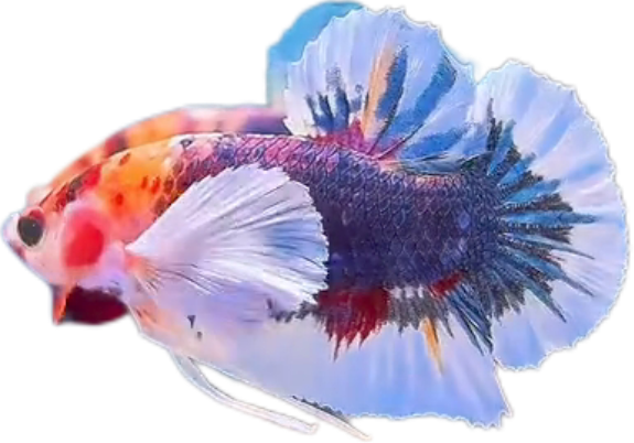 Multi Candy Plakat Dumbo Ears PKDE Betta_M052 (Male) - Image 2
