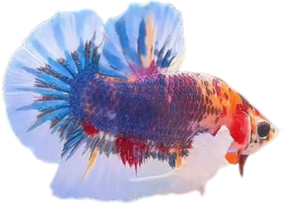 Multi Candy Plakat Dumbo Ears PKDE Betta_M052 (Male) - Image 4