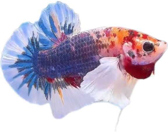 Multi Candy Plakat Dumbo Ears PKDE Betta_M052 (Male) - Image 3