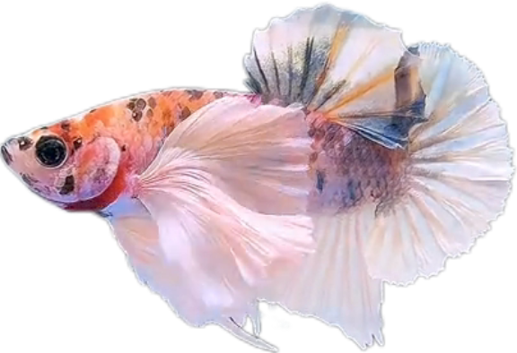 Multi Candy Plakat Dumbo Ears PKDE Betta_M051 (Male)