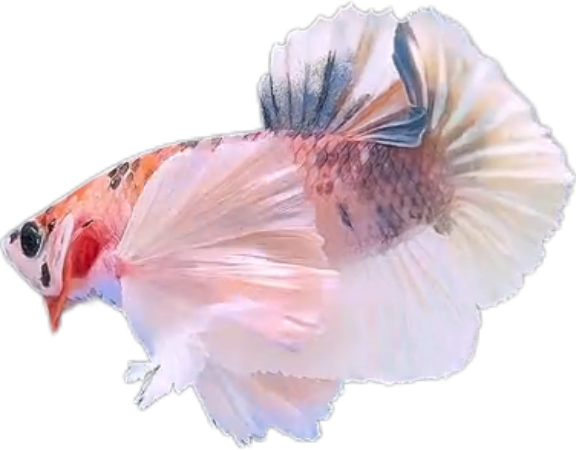 Multi Candy Plakat Dumbo Ears PKDE Betta_M051 (Male) - Image 2