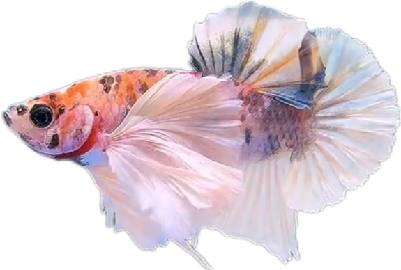 Multi Candy Plakat Dumbo Ears PKDE Betta_M051 (Male) - Image 6