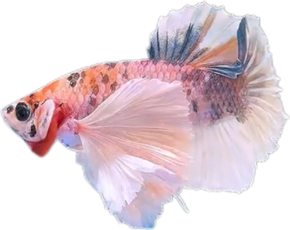 Multi Candy Plakat Dumbo Ears PKDE Betta_M051 (Male) - Image 5