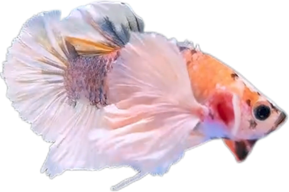 Multi Candy Plakat Dumbo Ears PKDE Betta_M051 (Male) - Image 4