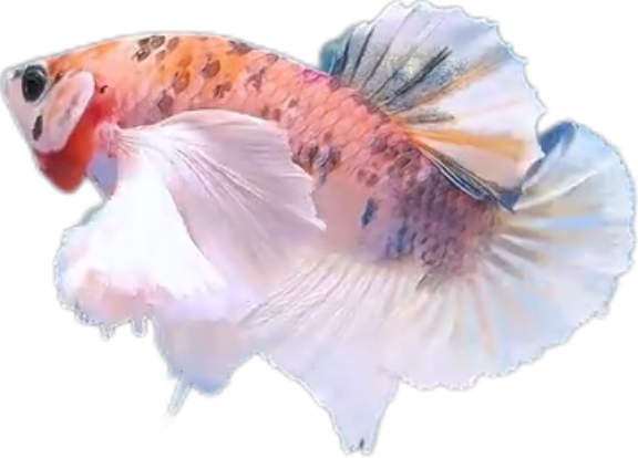 Multi Candy Plakat Dumbo Ears PKDE Betta_M051 (Male) - Image 3