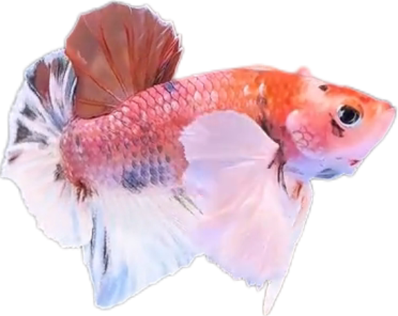Multi Candy Plakat Dumbo Ears PKDE Betta_M050 (Male) - Image 2