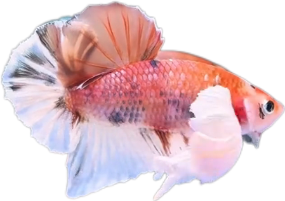 Multi Candy Plakat Dumbo Ears PKDE Betta_M050 (Male) - Image 4