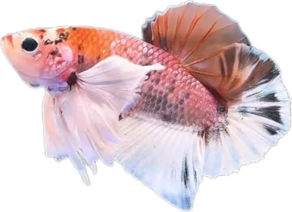 Multi Candy Plakat Dumbo Ears PKDE Betta_M050 (Male) - Image 3