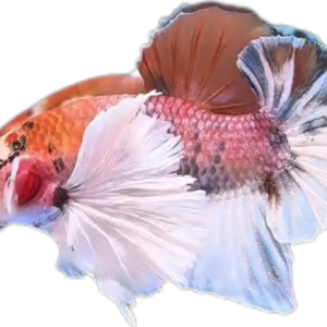 Multi Candy Plakat Dumbo Ears PKDE Betta_M050 (Male)