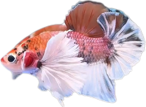 Multi Candy Plakat Dumbo Ears PKDE Betta_M050 (Male)