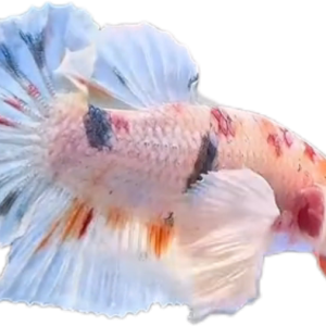 Multi Candy Plakat Dumbo Ears PKDE Betta_M049 (Male)