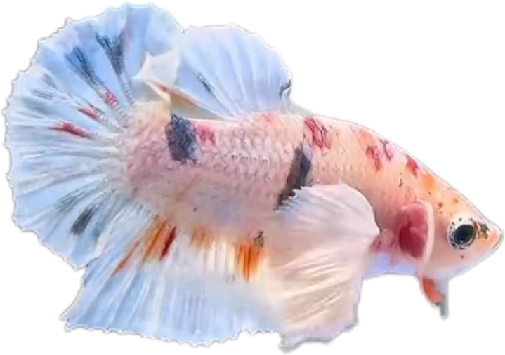 Multi Candy Plakat Dumbo Ears PKDE Betta_M049 (Male)