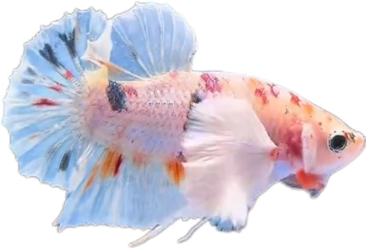 Multi Candy Plakat Dumbo Ears PKDE Betta_M049 (Male) - Image 2