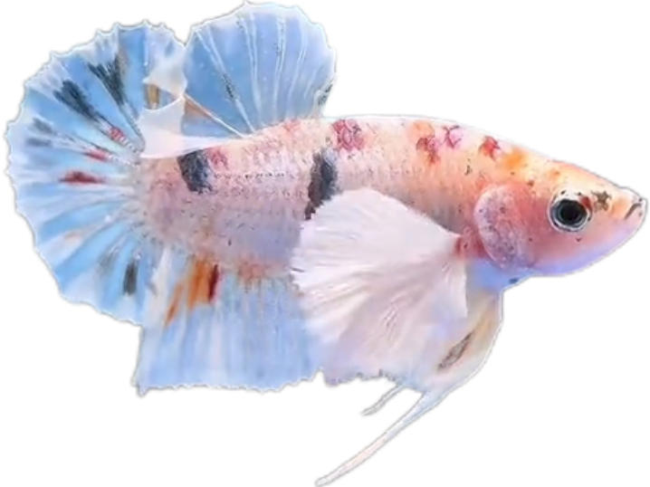 Multi Candy Plakat Dumbo Ears PKDE Betta_M049 (Male) - Image 4