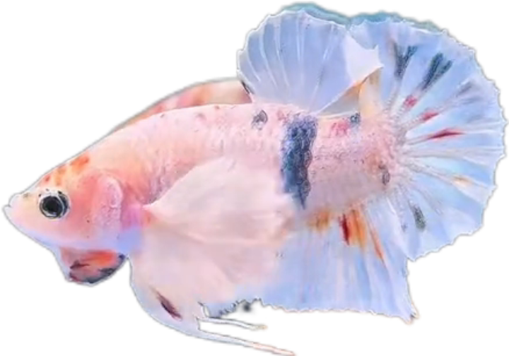 Multi Candy Plakat Dumbo Ears PKDE Betta_M049 (Male) - Image 3