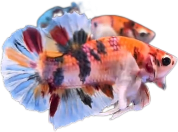 Multi Candy Plakat Dumbo Ears PKDE Betta_M048 (Male) - Image 2