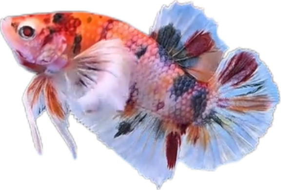Multi Candy Plakat Dumbo Ears PKDE Betta_M048 (Male) - Image 6