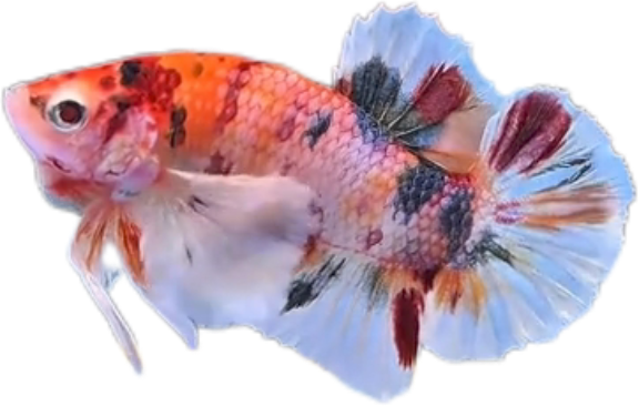 Multi Candy Plakat Dumbo Ears PKDE Betta_M048 (Male) - Image 5