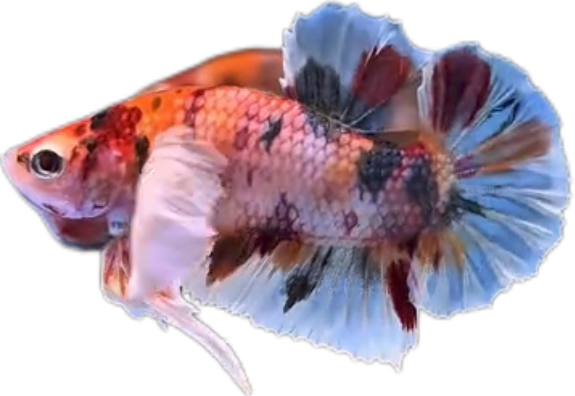 Multi Candy Plakat Dumbo Ears PKDE Betta_M048 (Male) - Image 3