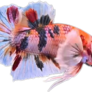 Multi Candy Plakat Dumbo Ears PKDE Betta_M048 (Male)