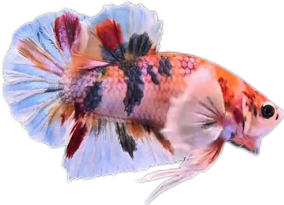 Multi Candy Plakat Dumbo Ears PKDE Betta_M048 (Male)