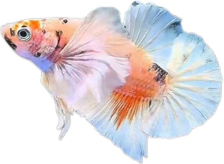 Multi Candy Plakat Dumbo Ears PKDE Betta_M047 (Male) - Image 4