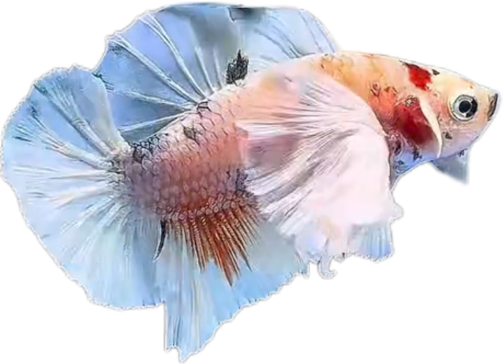 Multi Candy Plakat Dumbo Ears PKDE Betta_M047 (Male) - Image 3
