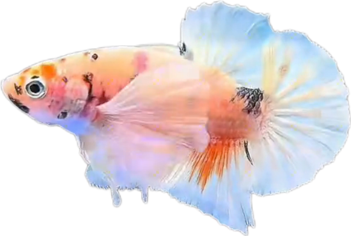 Multi Candy Plakat Dumbo Ears PKDE Betta_M047 (Male) - Image 2