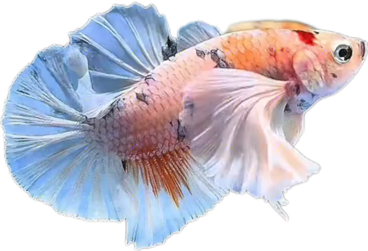 Multi Candy Plakat Dumbo Ears PKDE Betta_M047 (Male)