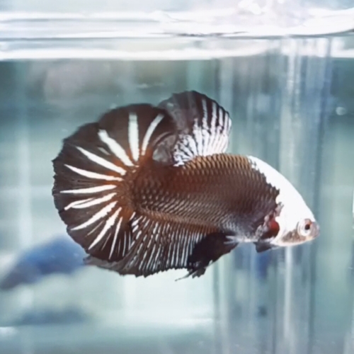 Black Samurai Headgear HMPK_H101 (Male) - Image 2