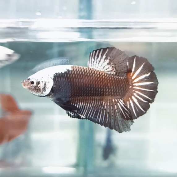 Black Samurai Headgear HMPK_H101 (Male) - Image 3