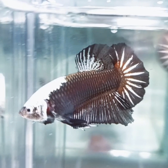 Black Samurai Headgear HMPK_H101 (Male) - Image 4