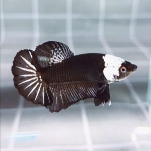 Black Samurai Helmet HMPK_H121 (Male)