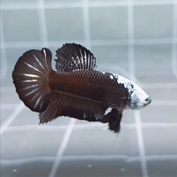 Black Samurai Headgear HMPK_H126 (Male) - Image 2