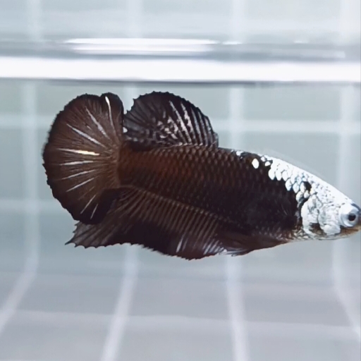 Black Samurai Headgear HMPK_H126 (Male)