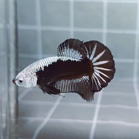 Black Samurai Headgear HMPK_H129a - Image 2