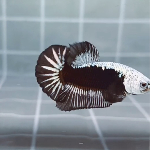 Black Samurai Headgear HMPK_H129a - Image 4