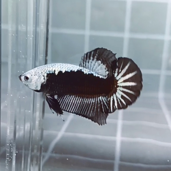 Black Samurai Headgear HMPK_H129a