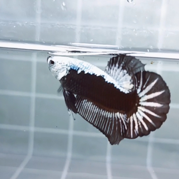 Black Samurai Headgear HMPK_H129a - Image 3