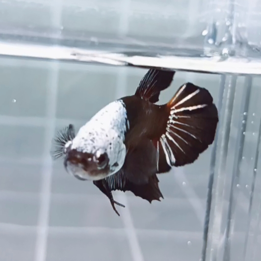 Black Samurai Headgear HMPK_H131 (Male) - Image 2