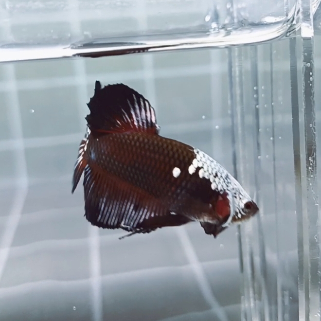 Black Samurai Headgear HMPK_H131 (Male) - Image 4