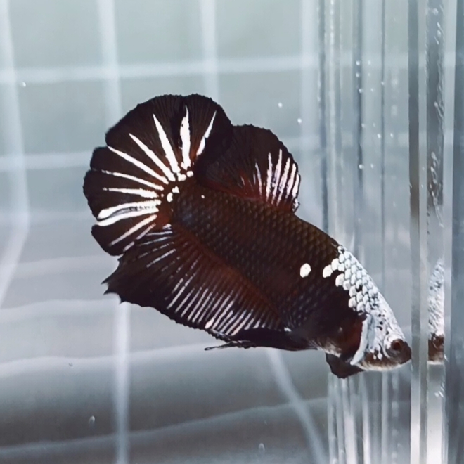 Black Samurai Headgear HMPK_H131 (Male) - Image 3