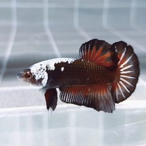 Black Samurai Redwash Headgear HMPK_H132 (Male)