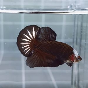 Black Samurai Mask HMPK_H130 (Male)