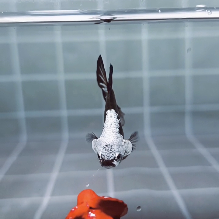 Black Samurai Headgear HMPK_H134 (Male)