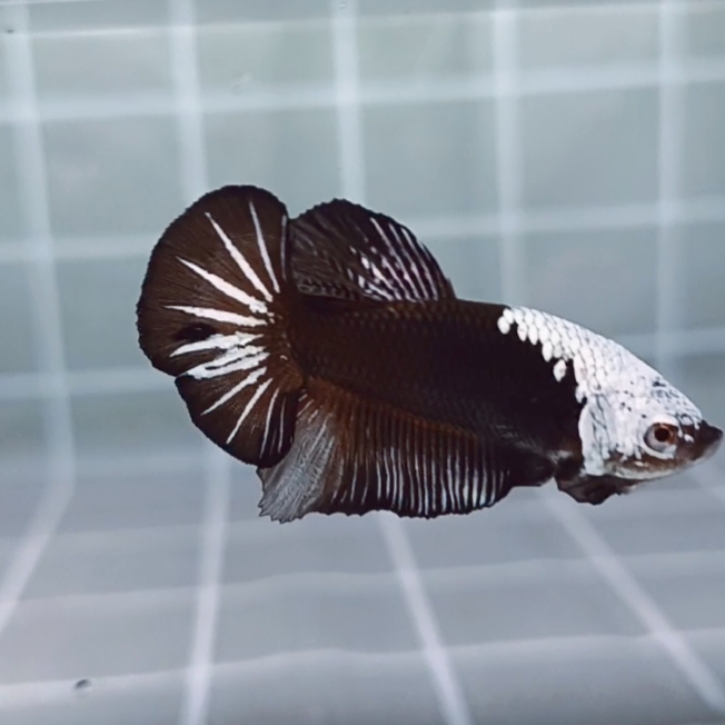 Black Samurai Headgear HMPK_H134 (Male) - Image 2